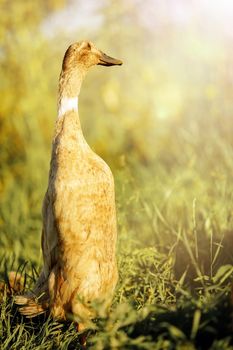 Indian Runner duck, stand erect like penguins. The duck stands in the meadow in the evening light and looks into the distance.