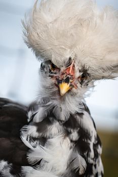 Beautiful chicken and his very big white hat