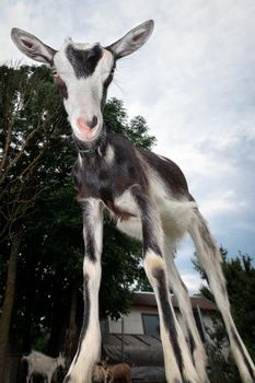 A black and white spotted goat with a pink nose stands like a giraffe