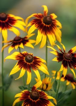 Floral background with bright yellow daisies on natural background. Rudbeckia in the garden. Yellow-brown flowers with outstanding seed at the center of a dark color