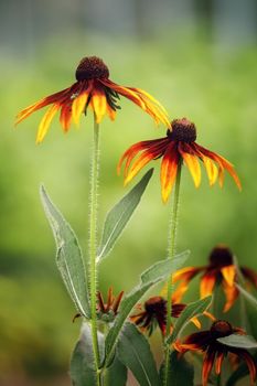 Selective focus of yellow rudbeckia flowers growing in the garden