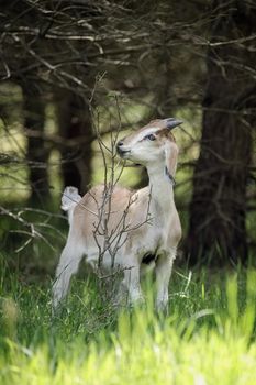 Brownish, young goatling eating tree branches near the forest in sunlit area.