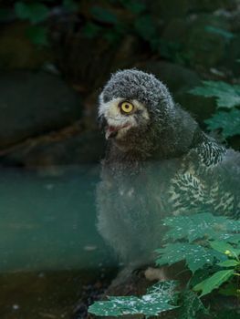 White owl fluffy children bird with yellow eyes and open mouth, funny bird portrait