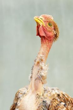 Hairless chick with missing  feather looking up in a smooth background
