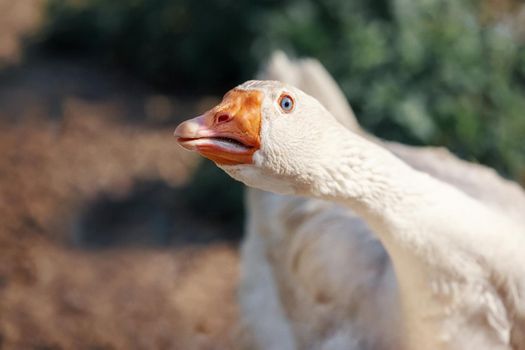 Portrait of Domestic goose, Anser cygnoides domesticus, in profile on bright green blurred background. Domesticated grey goose, greylag goose or white goose portrait