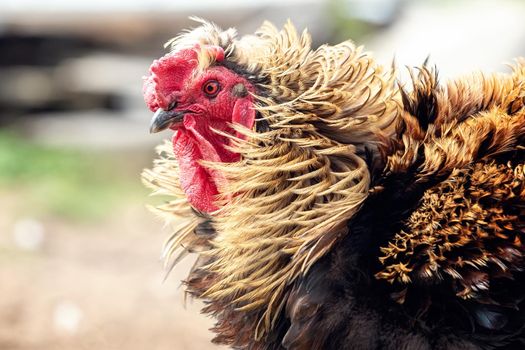 Close-up detailed profile portrait of a large golden rooster. The feathers flutter in the wind.