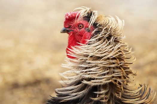 Close up photo of gorgeous cock on a brown background