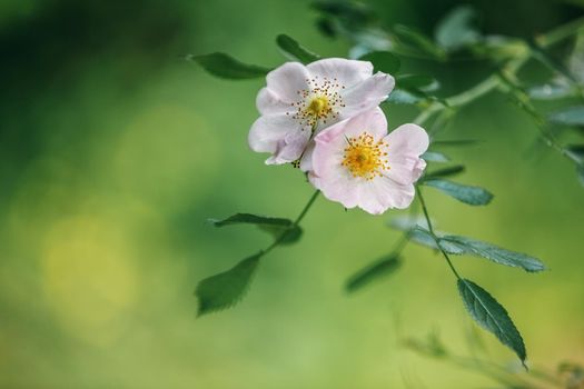 A closeup shot of pink rose hip flowers with bright green leaves growing on a botanical garden. Beautiful green bokeh background, and free copy space.