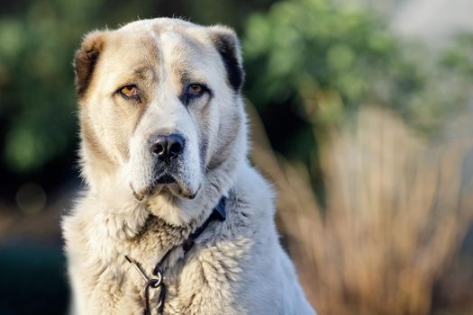 Asian shepherd dog looking straight at the viewer, with a serious expression, blurred nature background.