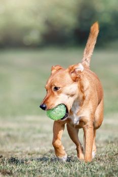 Cute ginger dog with a ball in mouth is running on a yard with green grass. Concept: pets love, happy pet