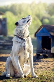 Beautiful white asian dog near the blue booth on a sunny day. The dog looks at an insect flying over his head.