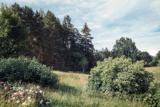 Forest outskirts in the Lithuanian countryside, beautiful, sunny summer day, blue sky and meadow with outdoor flowers