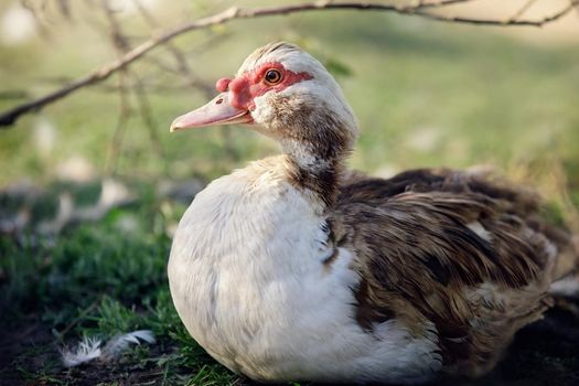 Brown-white fat muscovy duck male in close up. The Muscovy duck is a large duck native to Mexico, Central, and South America