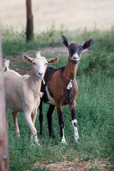 Two, white and brown very careful young goats in a green meadow. Vertical photo.