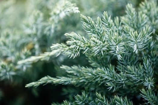 Close up green Creeping Juniper plant in close up. Abstract photo of a green prickly plant. Can be used as a background, there is space for text.