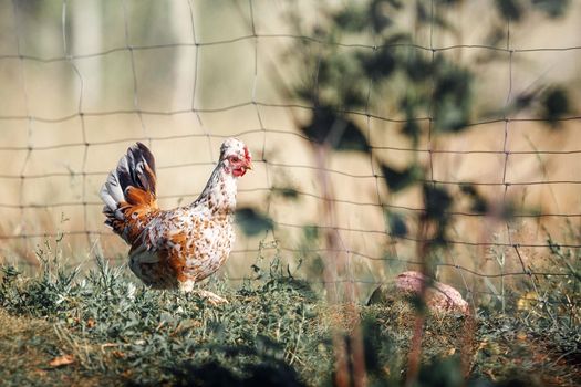 Speckled, little hen is free to walk in the wild. Free Range Pet Chicken.