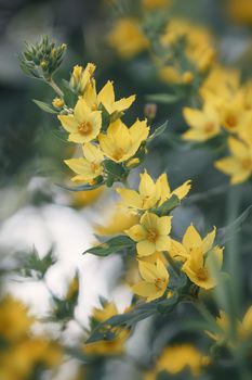 Lysimachia punctata (Garden Loosestrife, Yellow Loosestrife or Garden Yellow Loosestrife), selective focus