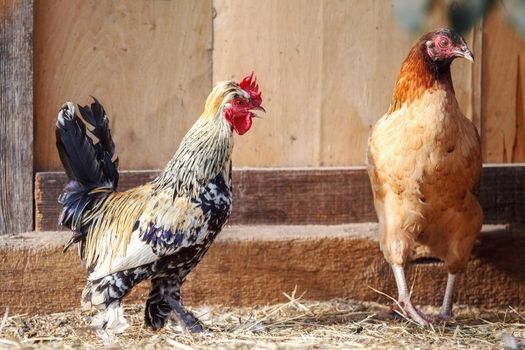 A small rooster and a brown hen in a henhouse