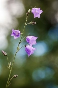 Flower Blue campanula on the edge of the forest. Beautiful wild flower closeup with copy space. Beautiful green-blue bokeh background