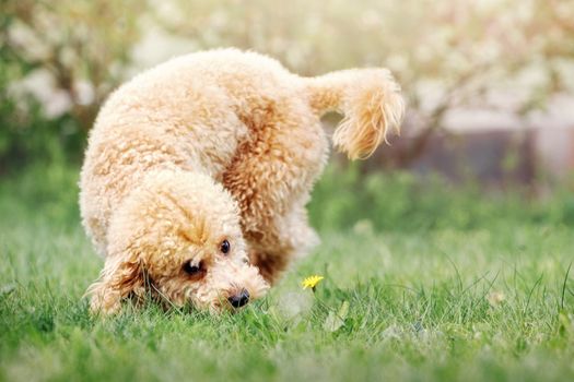 A playful young beige poodle running on a green lawn, he is interested in a yellow flower, he leans low and tries to sniff her.