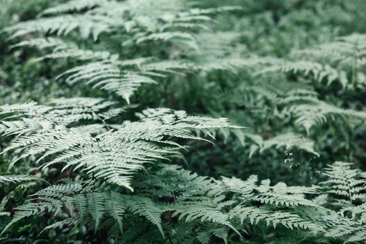 Dark green fern leaves, forest nature, background with haze.