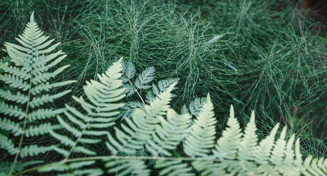 Fern and horsetail green leaf background flat lay, fresh wallpaper banner concept