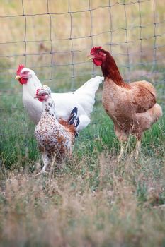 A small flock of hens in a paddock.