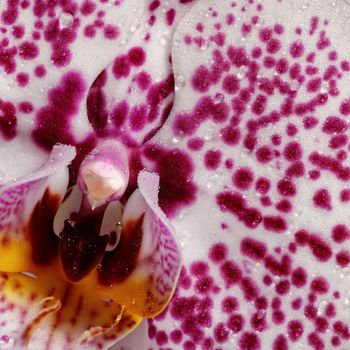Dotted purple orchid with water drops square photo in close up