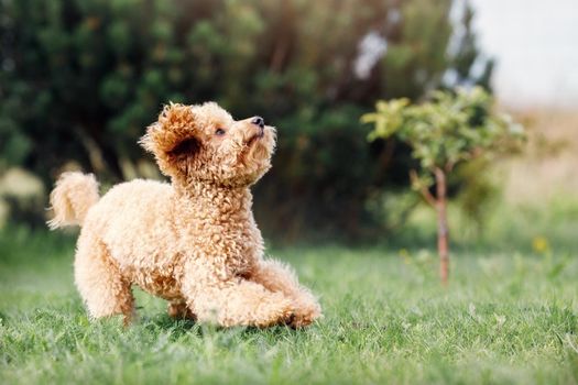 A little puppy of a peach poodle in a beautiful green meadow is happily running and looks upward to his master. A fun photo of a naughty little dog, with free space for text.