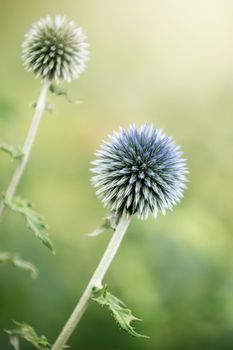 Eryngium planum (lat.Eryngium planum) is a medicinal plant against a background of green and yellow blurred grass.