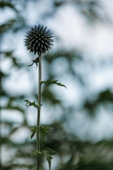 Eryngium flower head on white blue shadow background