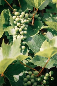 Bunch of fresh and rich green grapes hanging on a bush with leaves in sunny summer day in Europe