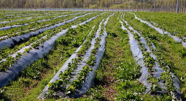 Plantations of young strawberry plants growing outdoors on soil covered with plastic wrap.