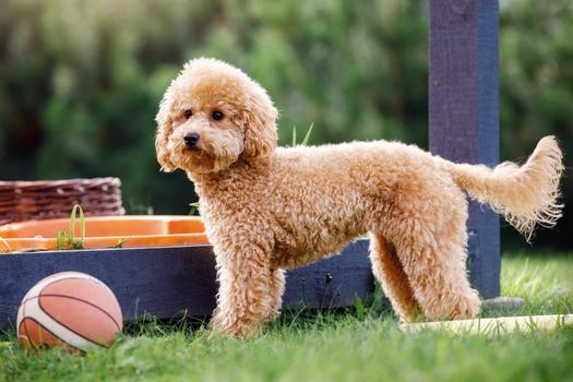 Cute small golden poodle dog and his toy rubber basketball ball.