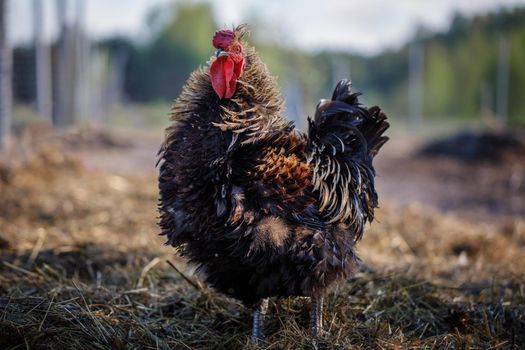 A thick and puffy dark brown rooster stands in a manure against a natural background.