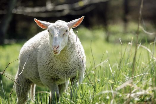 Sheep graze in the open grassland, lush green grass, a beautiful summer day and an organic farm.