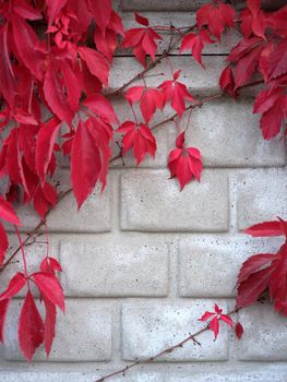 Vertical photo of a grey wall with red climbing plants hanging on during autumn