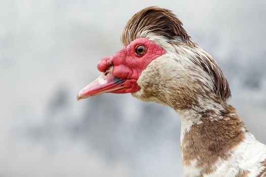 Portrait of nice male musk duck with crest hairstyle in gray background