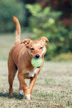 Healthy ginger dog with a ball in mouth is running trough a garden grassland. Concept: pets love, happy pet