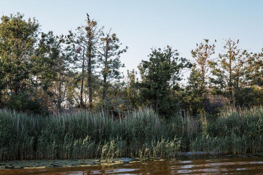 View of a cormorant island while sailing on a river