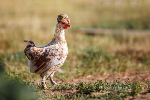 Motley free hen with tuft of feathers stands on the grass in the yard. Crested breed