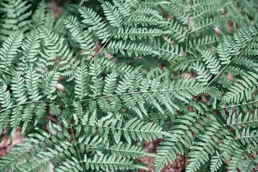 Beautiful ferns leaves, green foliage natural, floral fern background