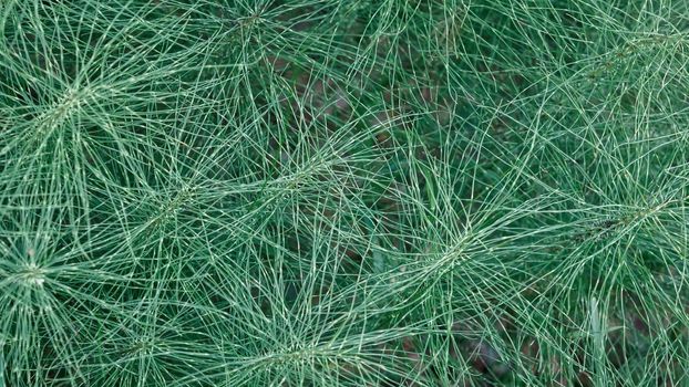 Closeup Equisetum telmateia known as great horsetail with blurred background in forest.