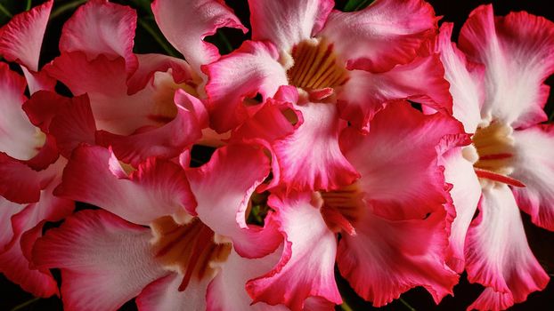 Closeup of desert rose tropical flower, also called impala lily, mock azalea, pink adenium. Plants with beautiful flowers. Colourful red and white flower bloom with a day light. Floral background.