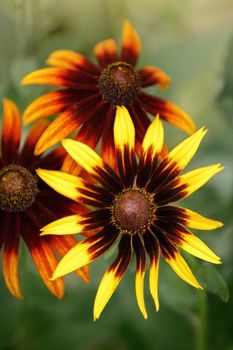 Macro photo nature flower yellow daisy. Texture background blooming yellow daisy looks like a sunflower. An image of yellow daisy flowers