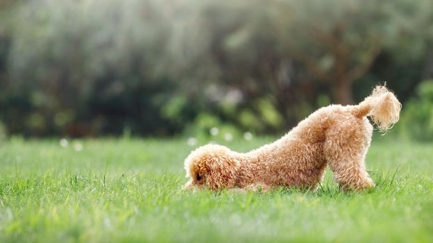 Brown young poodle on a green sunny summer nature background. The dog is very playful, he naughty and hides his nose in the grass and his tail is raised high. There is space for text.
