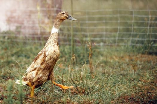 After bathing, the wet duck walks like a soldier in a country homestead.