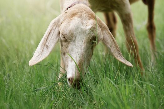 Portrait of a nubian goat eating fresh grass. Free-range goat grazing on a small rural organic dairy farm.