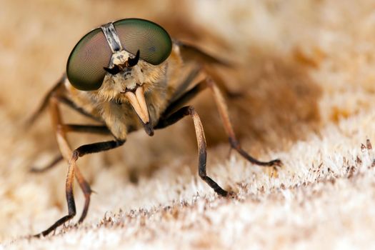 Horsefly with big eyes lands on brown dry moss