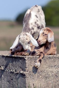 Two nice brown and gray spotted goatlings, brother and sister is friends and playing on a concrete block